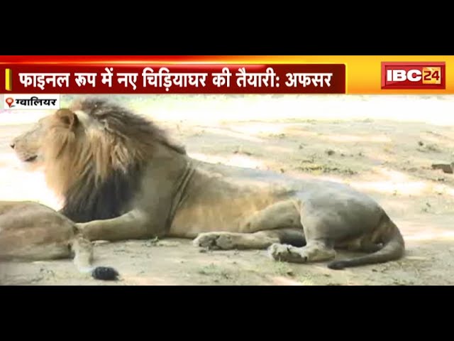Gwalior : प्रस्तावित चिड़ियाघर को लेकर बड़ा दावा | अफसर ने कहा- खुले में शेर और बाघ देख सकेंगे पर्यटक