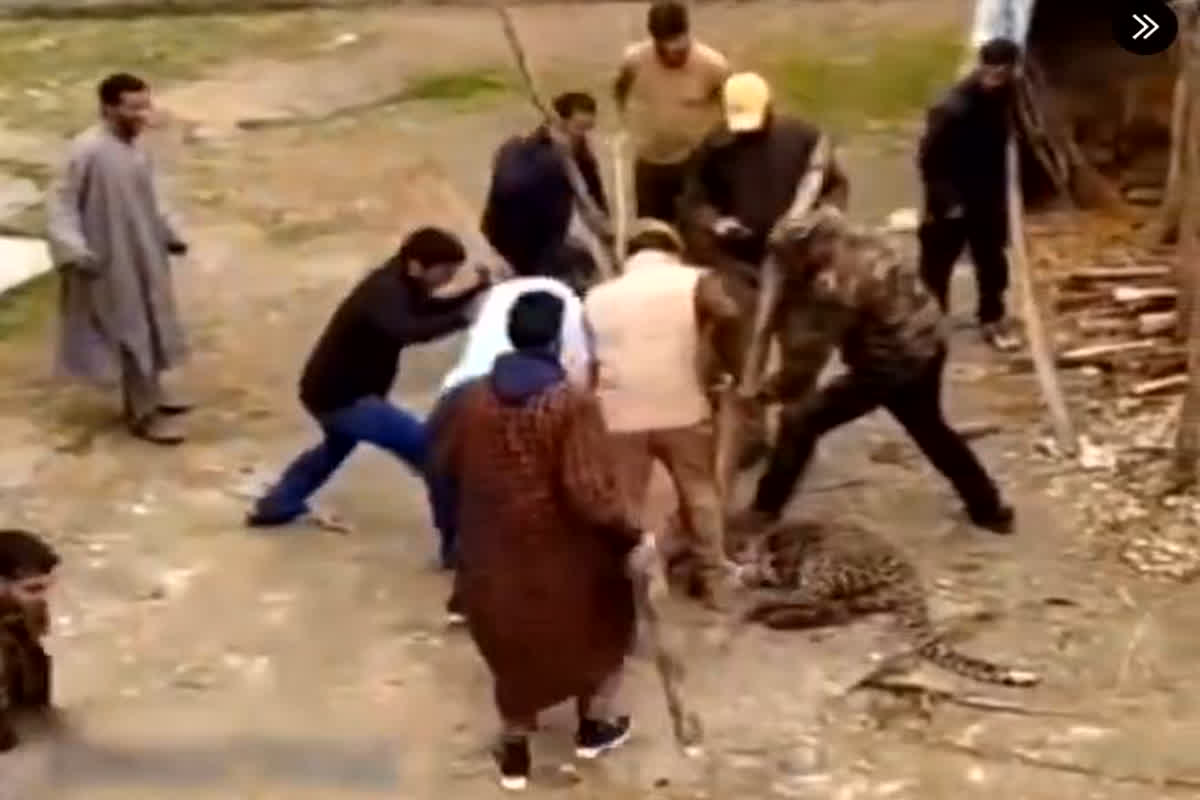 Kashmiri Tendue Ka Video: वन विभाग की टीम ने तेंदुएं को लाठी और डंडो से पीटा, वीडियो वायरल होने के बाद मचा बवाल
