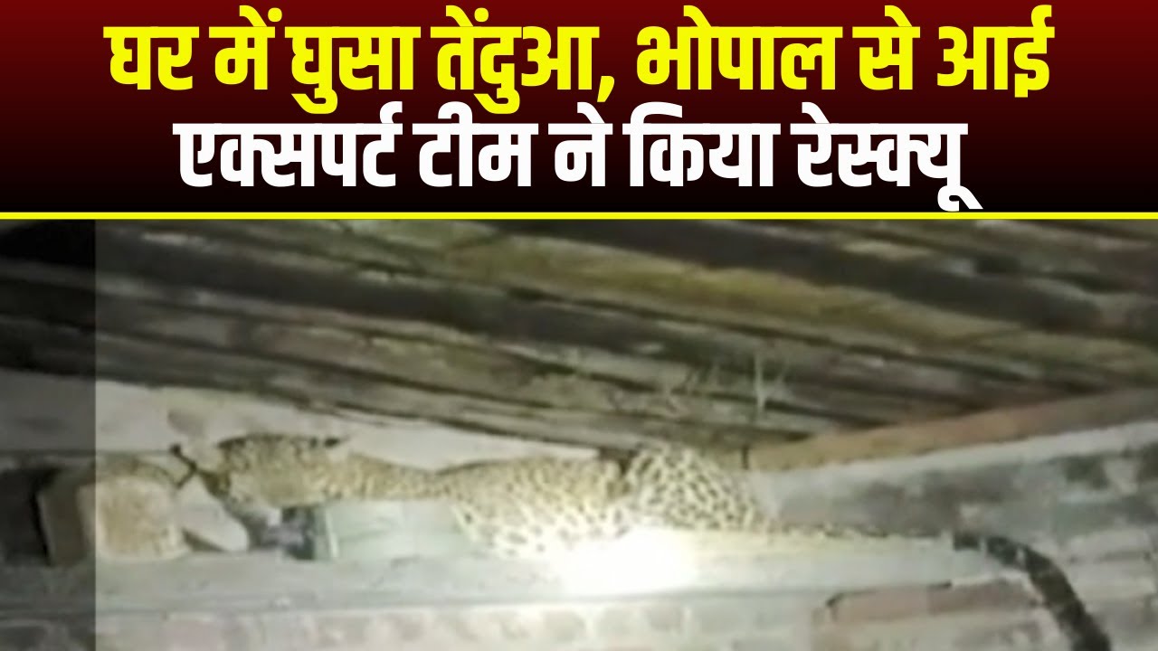 Sehore Leopard Video : घर में घुसे तेंदुए का रेस्क्यू | ग्रामीणों ने तेंदुए को घर में कर दिया था बंद