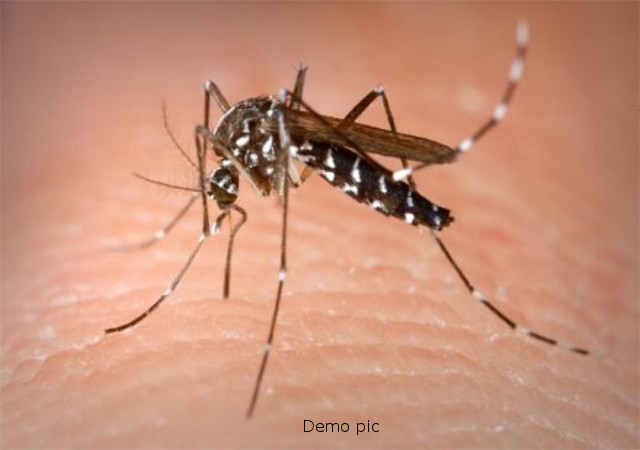 डेंगू का प्रकोप: एक दिन में मिले 6 नए मामले, 62 पहुंची जिले में मरीजों की संख्या