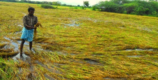 गरियाबंद: लगातार हो रही बारिश के चलते धान की फसलों को भारी नुकसान