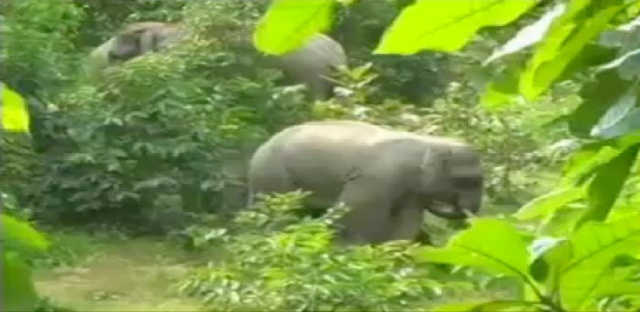 सूरजपुर: प्रतापपुर में हथियों ने जमाया डेरा,  चट कर रहे गन्ने की फसल