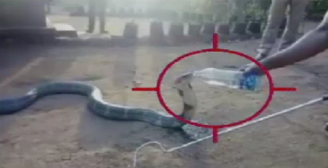 कर्नाटक: 12 फीट लंबे किंग कोबरा को पुलिस ने बोतल से पिलाया पानी