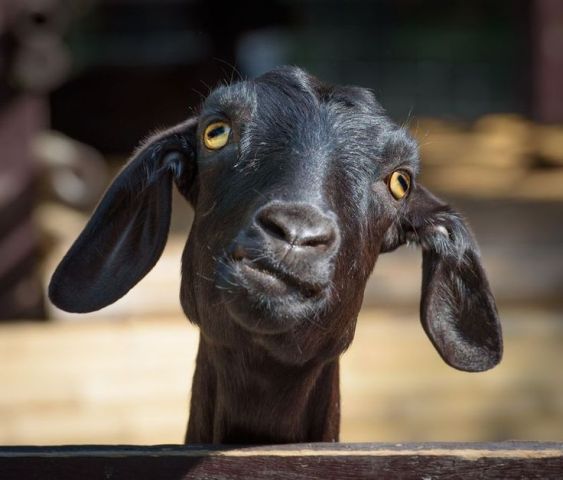 जिम्बाब्वे : स्कूल फीस की जगह दे सकते है बकरी या अन्य कोई जानवर