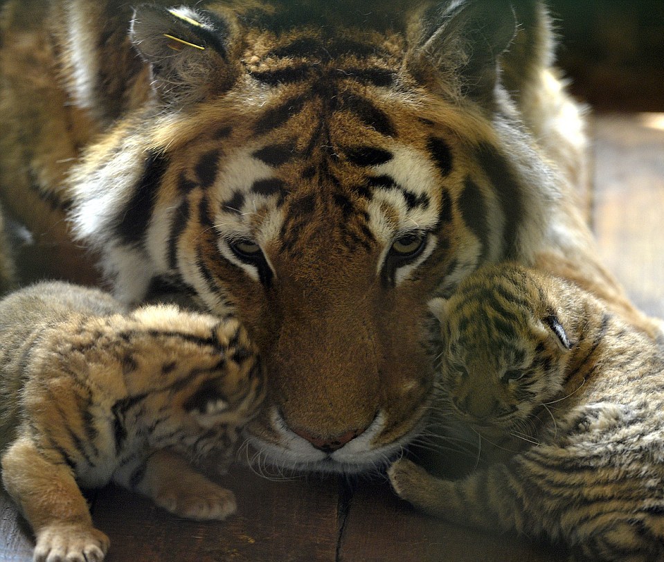 मध्यप्रदेश के बांधवगढ़ टाइगर रिजर्व में 5 बाघिनों ने 20 शावकों को जन्म दिया