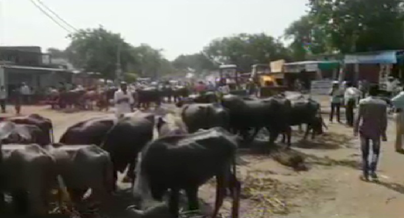 ग्रामीणों ने सड़क पर गाय-भैंस बांध किया अनोखा विरोध, लगा जाम