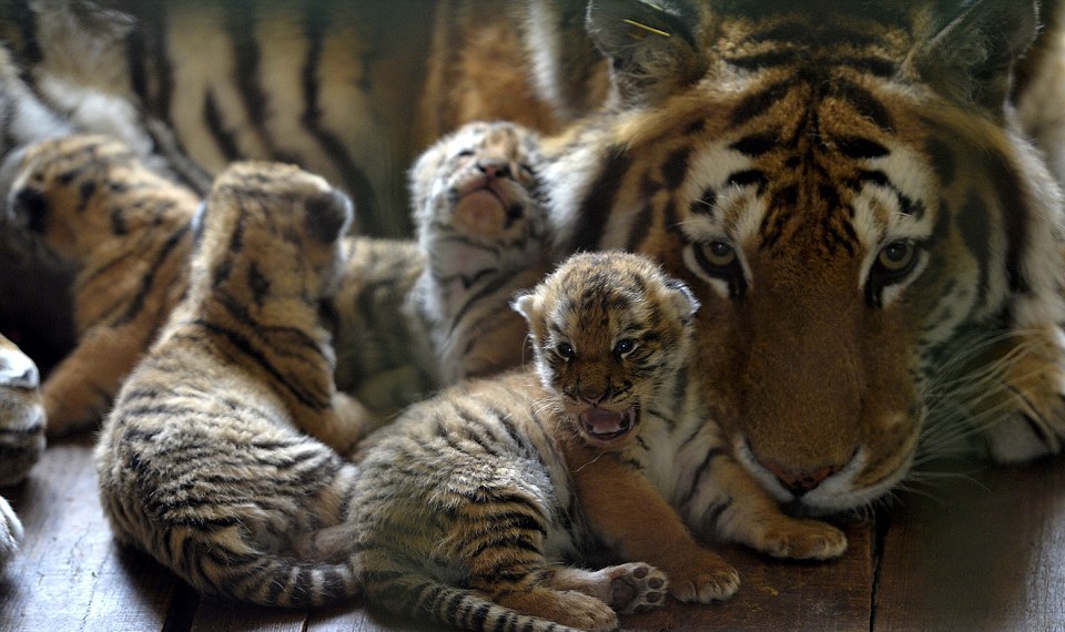 इंटरनेशनल टाइगर डे: विश्व के करीब 3890 बाघों में 70% बाघ अकेले भारत में