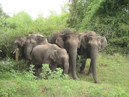 घर में घुसकर हाथी चट कर देतें है अनाज, ग्रामीण परेशान