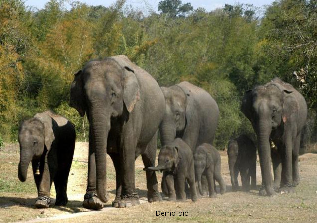 बिलासपुर:पेंड्रा पहुंचा तीन दर्जन हाथियों का दल, दहशत में ग्रामीण