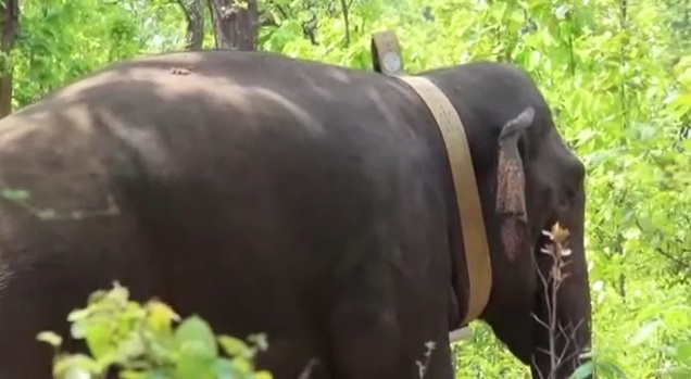 छत्तीसगढ़ में जंगली हाथियों को लगाए जा रहे हैं रेडियो कॉलर, देखिए अभियान का वीडियो