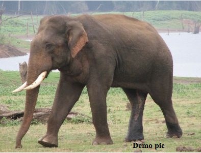 कोरबा में लोनर हाथी से दहशत, दो दिन में ले चुका है दो लोगों की जान