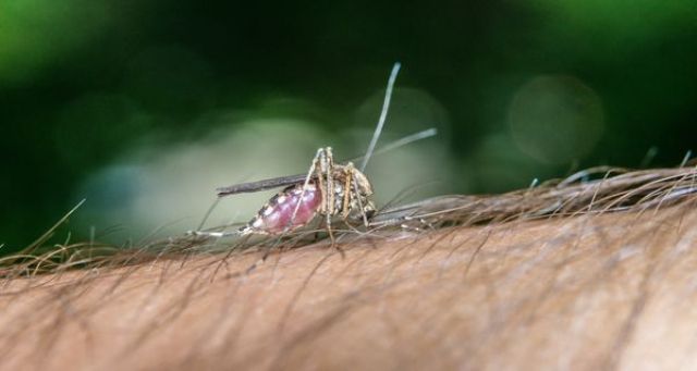 डेंगू से 2 और मौत, मरने वालों की संख्या हुई 9, डॉक्टर और नर्स घर-घर जाकर ले रहे जानकारी