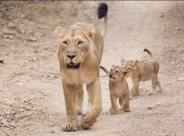 गुजरात, गिर के जंगलों में 11 शेरों के शव मिलने से हड़कंप, जांच के आदेश