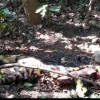 प्रबंधन की लापरवाही के चलते कान्हा नेशनल पार्क में एक और बाघ की मौत,आंकड़ा पंहुचा 12 के पार