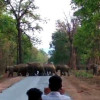 20 हाथियों के दल में 2 अलग होकर पहुंचे कलई गांव, अलर्ट पर वन अमला