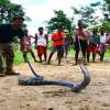 14 फुट लंबे किंग कोबरा को देखकर दंग रह गए ग्रामीण, देखने उमड़ी भीड़