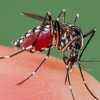 राजधानी में फिर जानलेवा बीमारी का बढ़ा प्रकोप, डेंगू से पीड़ित मरीजों की संख्या हुई 90