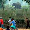 हाथियों के रौंदने से एक किसान की मौत 1 घायल, पीड़ितों ने वन विभाग पर लगाए गंभीर आरोप