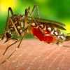 प्रदेश में डेंगू के साथ अब चिकनगुनिया का फैला आतंक, राजधानी में हजार के करीब पहुंची मरीजों की संख्या