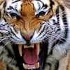 धमतरी में बाघ की दहशत, वन विभाग ने लोगों को घर से नहीं निकलने की दी सलाह