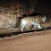 Tiger is back: भानुप्रतापपुर इलाके में बाघ ने फिर दी दस्तक, पग चिन्ह मिलने के बाद इलाके के गावों में दहशत