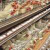 कोरोना वायरस का असर, अंडे और चिकन की कीमतों में आई भारी गिरावट