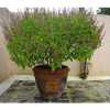सुख-समृद्धि के साथ सौभाग्य और धन प्रदान करने वाला है तुलसी का पौधा