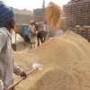 उपार्जन केंद्र में किसान की मौत, पूर्व मंत्री सज्जन सिंह ने कहा- सरकार किसान के परिवार को दें 1 करोड़ का मुआवजा
