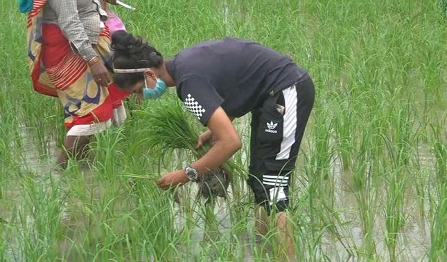 एशियन गेम्स में पदक विजेता खिलाड़ी खेत में लगा रही धान, बोलीं- काम करके पूरा हो जाता है शारीरिक व्यायाम