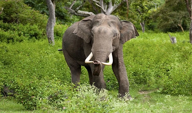 हाथी ने वन विभाग के रेंजर को कुचला, मौके पर हुई रेंजर की मौत, सीएम शिवराज ने जताया दुख