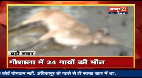 गौशाला में 24 से ज्यादा गायों की मौत, समिति ने प्रशासन पर लगाए ये आरोप, इधर गौ सेवकों ने दिया धरना