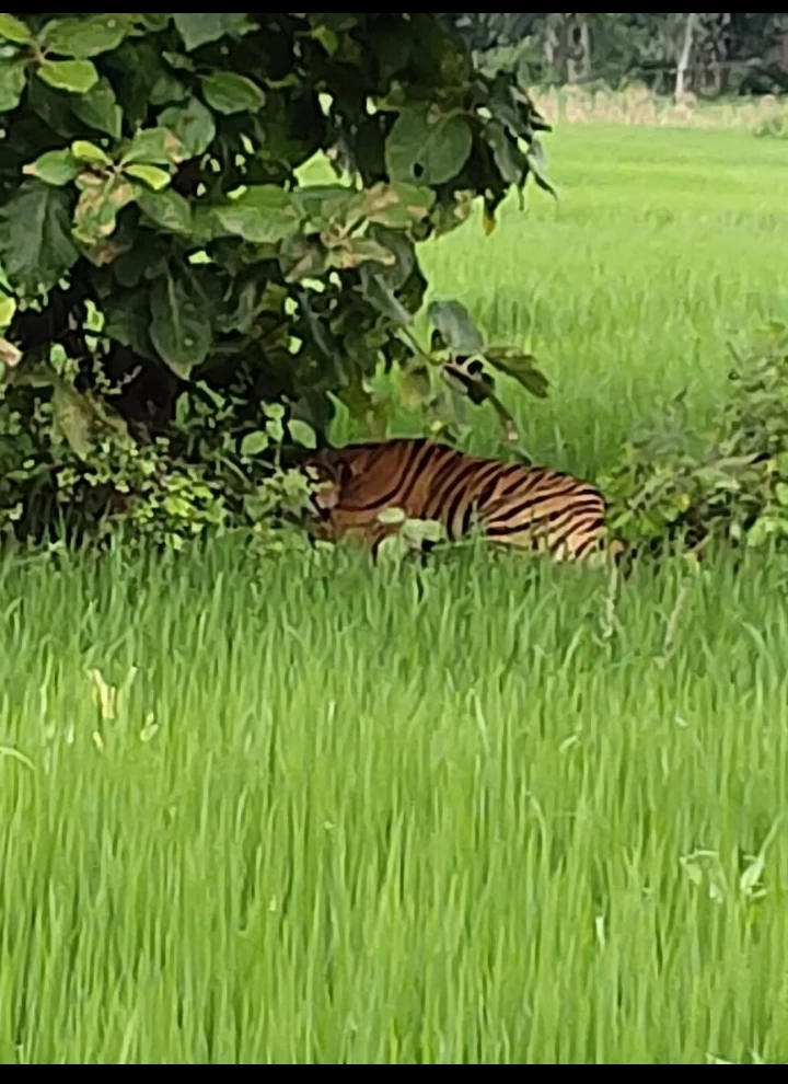 रिहायसी इलाके में घुसा बाघ, 3 मवेशियों को बनाया शिकार, सामने आया वीडियो