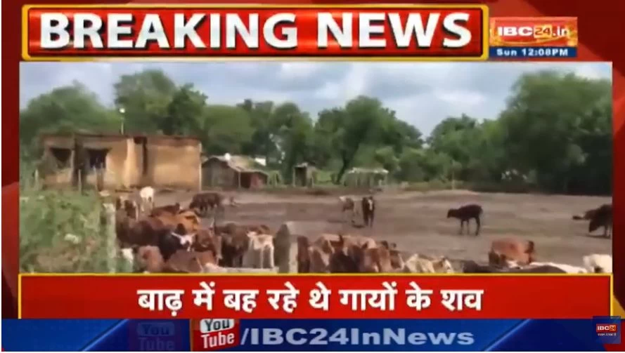 गौठान में गायों की मौत का सिलसिला जारी, दो गांव में करीब 40 गोवंश की मौत, जनपद सीईओ और सरपंच को नोटिस जारी