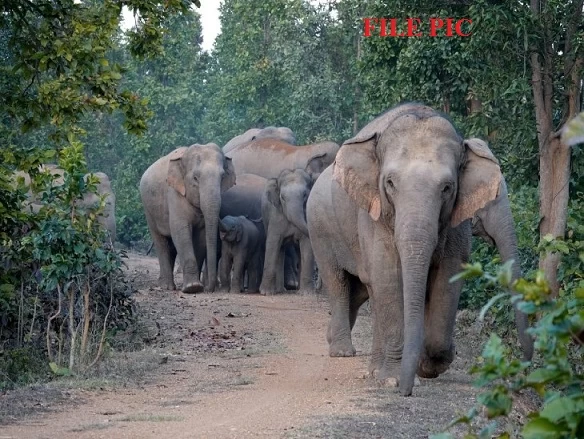 पालतू कुत्ते के भौंकते ही आक्रामक हो गए हाथी, महिलाओं के समूह पर किया हमला, एक की मौत