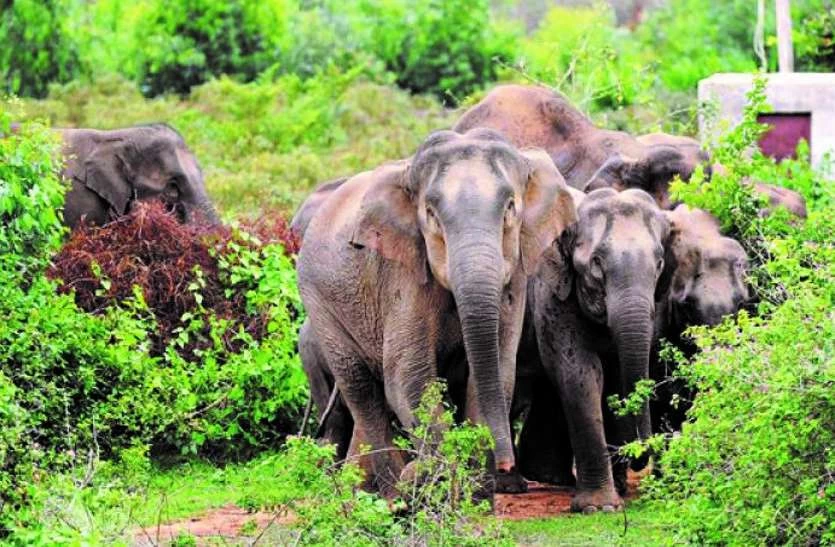 7 हाथियों के दल ने गांव में जमाया डेरा, कई एकड़ फसल को रौंदा, लोगों ने भागकर बचाई जान