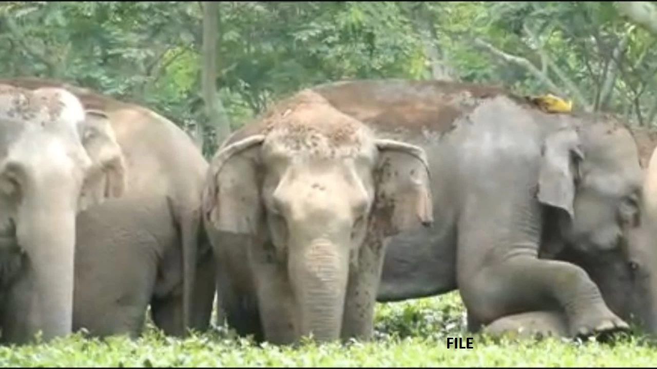 छत्तीसगढ़ के इस इलाके में एक सप्ताह से घूम रहा 45 हाथियों का दल, ग्रामीणों में दहशत
