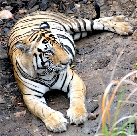 वन विहार में बाघ मुन्ना की मौत, माथे पर ‘CAT’ लिखा होने से दुनियाभर में थी इस टाइगर की पहचान