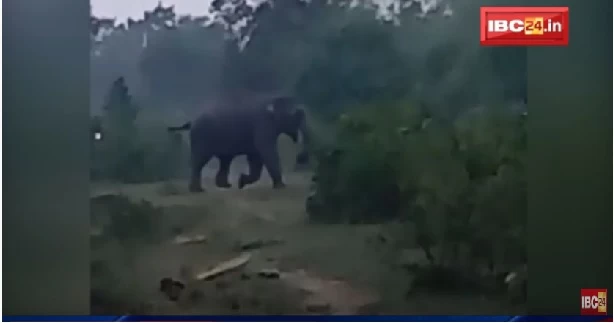 बलरामपुर में 13 हाथियों के दल ने डाला डेरा, रतजगा करने को मजबूर ग्रामीण