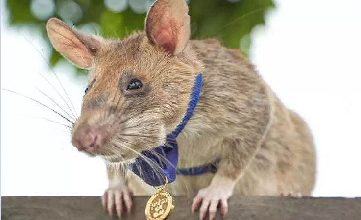 चतुर चूहे ने बचाई हजारों लोगों की जान, अब तक 71 लैंड माइंस का लगा चुका है पता, मिल चुका है सर्वोत्‍तम नागरिक का पुरस्‍कार