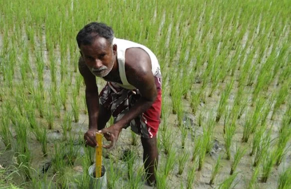 धान की खेती करने वाले किसानों के लिये 61 करोड़ रुपये की घोषणा, इस राज्य सरकार का बड़ा फैसला